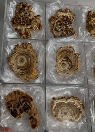 9 Pieces ! Caramel Brown Aragonite Stalactite Lot