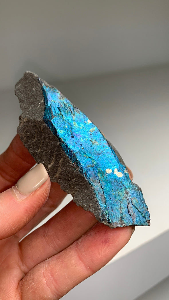 Metallic Blue Bornite Specimen 🌈 - From Lubin mine, Poland
