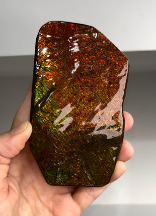 High Grade Ammolite from Alberta, Canada