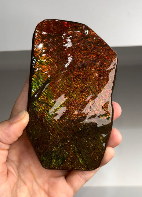 High Grade Ammolite from Alberta, Canada