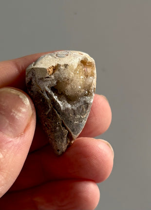 12 Pieces ! Fossilized Spiralite Quartz Shells