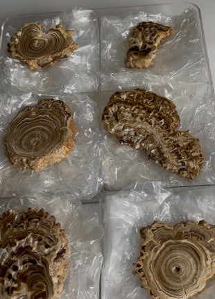6 Pieces ! Caramel Brown Aragonite Stalactite Lot