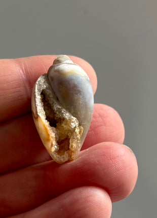 12 Pieces ! Fossilized Spiralite Quartz Shells