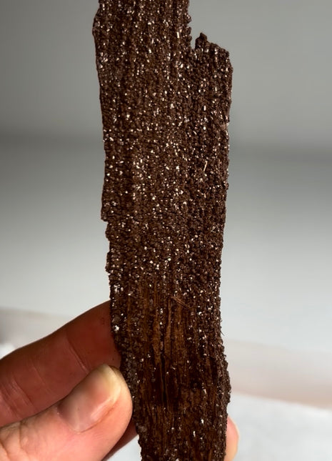 Stunning and Rare Permineralized Fossil Wood with Quartz - From Germany