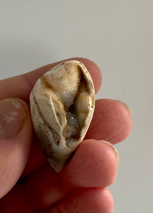 12 Pieces ! Fossilized Spiralite Quartz Shells