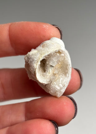 New ! 18 Pieces Fossilized Spiralite Quartz Shells - Lot # 4