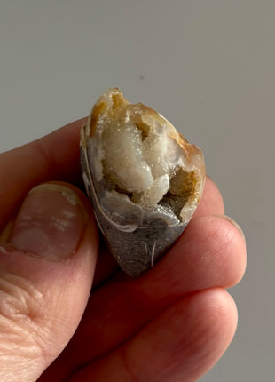 12 Pieces ! Fossilized Spiralite Quartz Shells