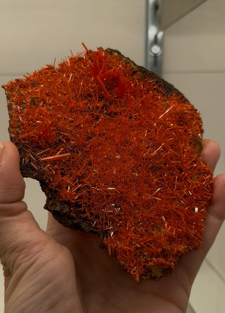 Stunning ! Crocoite from Australia