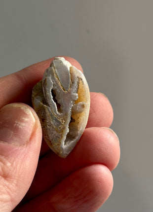 12 Pieces ! Fossilized Spiralite Quartz Shells