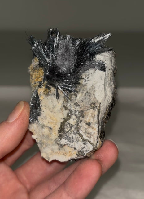 Stibnite Spray from Romania Collection # 586