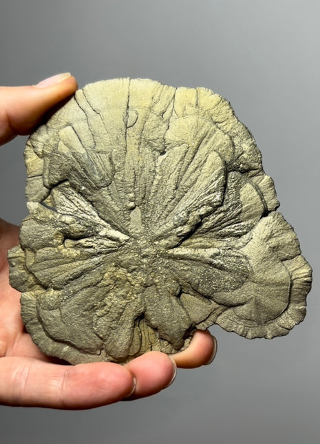Pyrite Sun - From Sparta, Illinois
