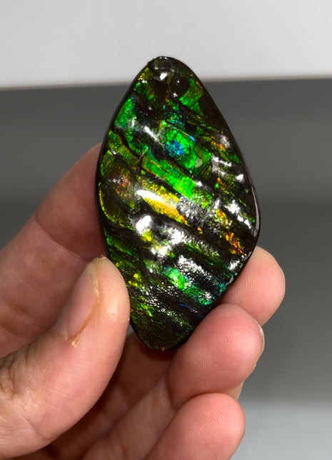 High Grade Ammolite from Alberta, Canada