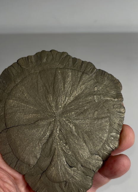 Pyrite Sun - From Sparta, Illinois