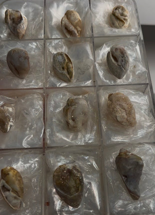 12 Pieces ! Fossilized Spiralite Quartz Shells