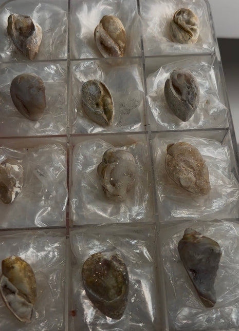 12 Pieces ! Fossilized Spiralite Quartz Shells