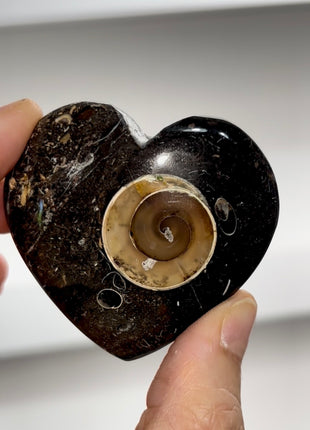 Agatized Colus Fossil Heart PM0508