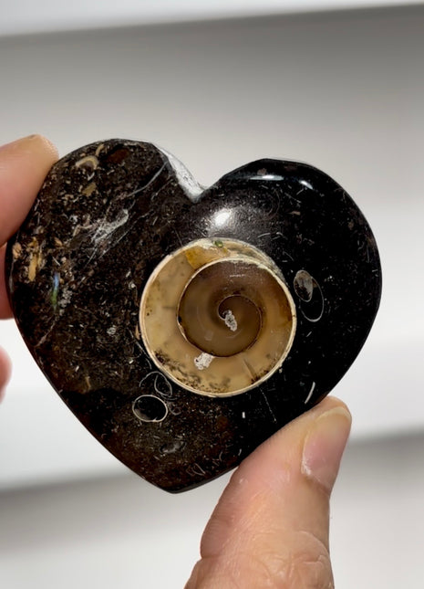Agatized Colus Fossil Heart PM0508