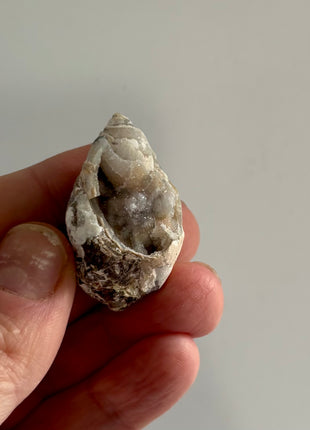 12 Pieces ! Fossilized Spiralite Quartz Shells