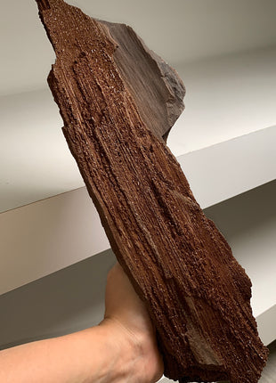 Stunning and Rare Permineralized Fossil Wood with Quartz - From Germany *