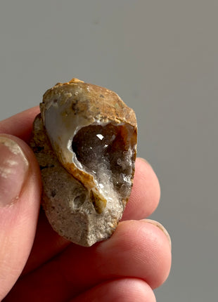 12 Pieces ! Fossilized Spiralite Quartz Shells