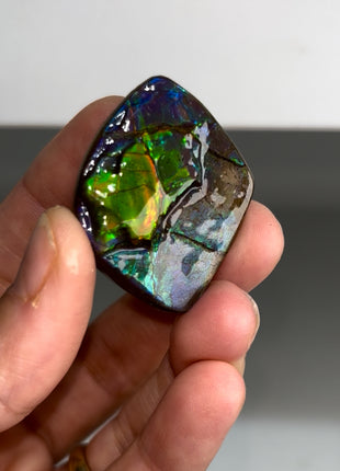 High Grade Ammolite from Alberta, Canada
