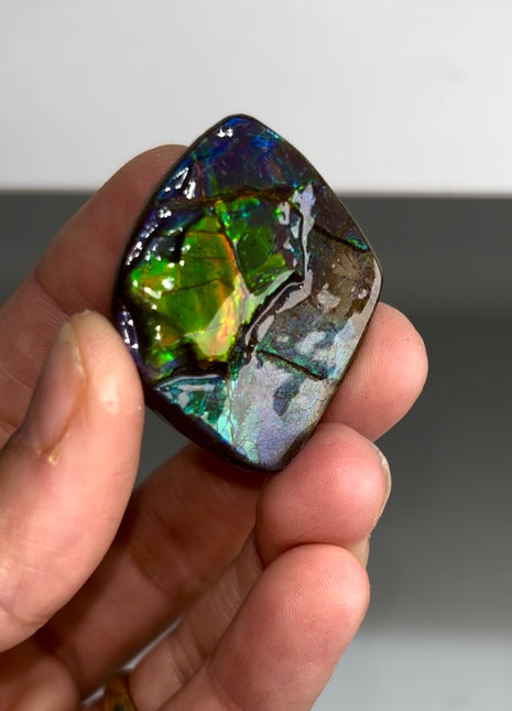 High Grade Ammolite from Alberta, Canada