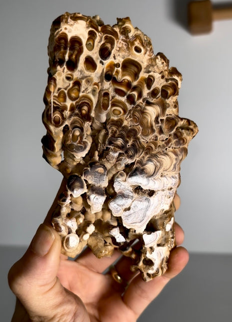 Caramel Brown Aragonite Stalactite