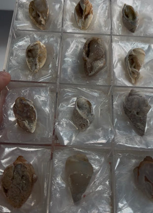 12 Pieces ! Fossilized Spiralite Quartz Shells