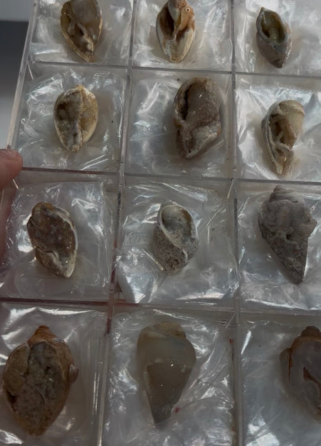 12 Pieces ! Fossilized Spiralite Quartz Shells