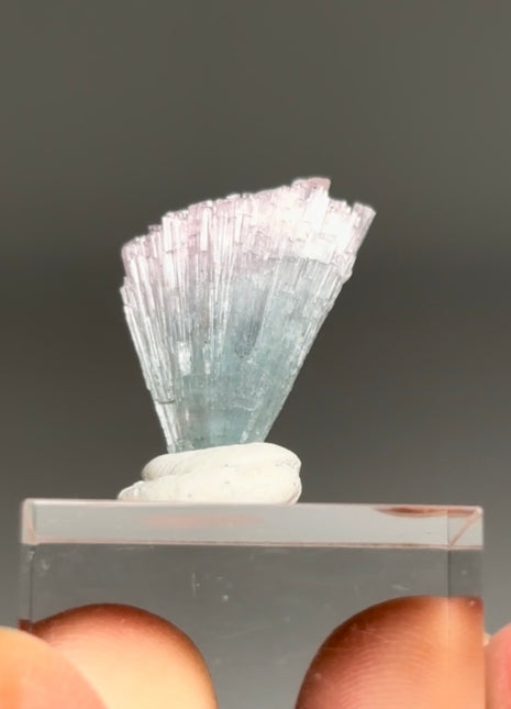 Pink Blue Bicolor Tourmaline Spray