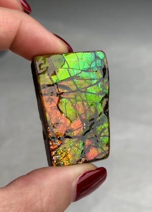 High Grade Ammolite from Alberta, Canada