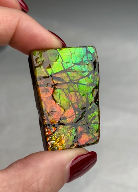 High Grade Ammolite from Alberta, Canada