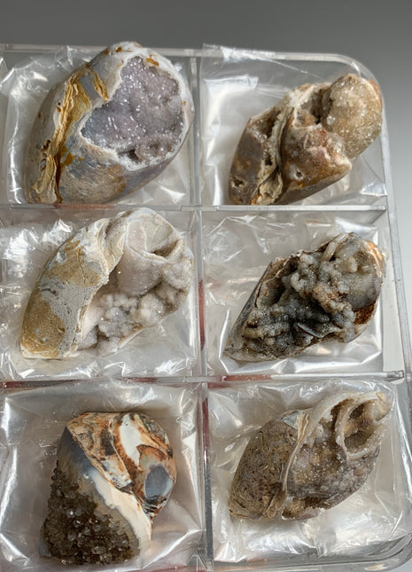 New Arrival ! 6 Pieces Fossilized Spiralite Quartz Shells - Lot # 5