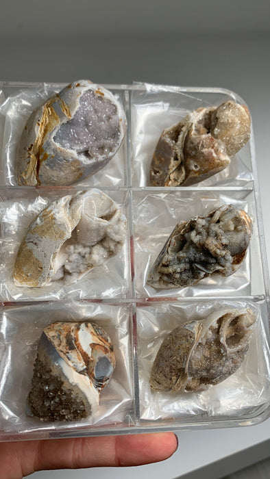 New Arrival ! 6 Pieces Fossilized Spiralite Quartz Shells - Lot # 5