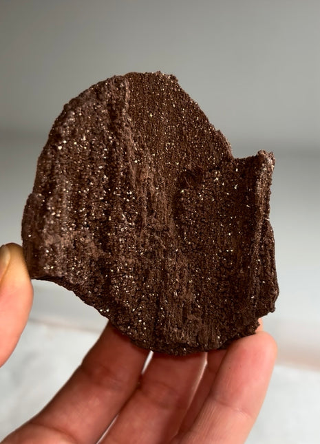 Stunning and Rare Permineralized Fossil Wood with Quartz - From Germany