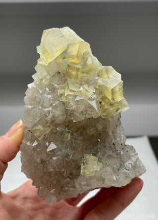 Old find ! Fluorite with Quartz from France Collection # 395