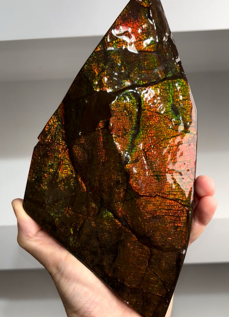 Huge ! Ammolite from Alberta, Canada