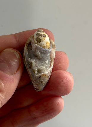 12 Pieces ! Fossilized Spiralite Quartz Shells