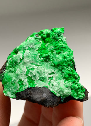 Vibrant Green Conichalcite ! From Spain