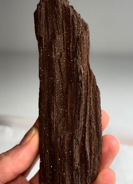 Stunning and Rare Permineralized Fossil Wood with Quartz - From Germany