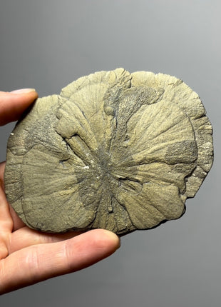Pyrite Sun - From Sparta, Illinois