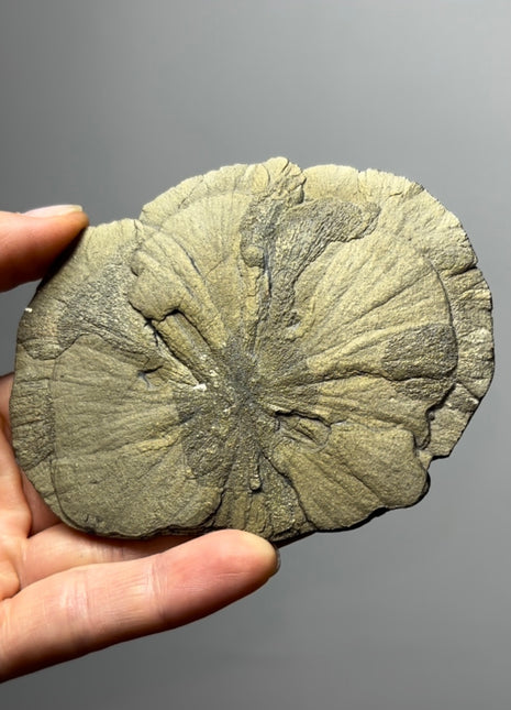 Pyrite Sun - From Sparta, Illinois