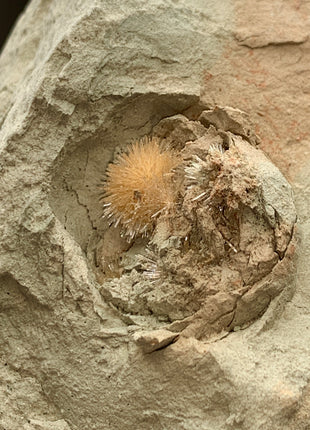 Bursting Sun Aragonite in Cluster - From Pantoja, Spain