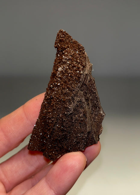 Stunning and Rare Permineralized Fossil Wood with Quartz - From Germany