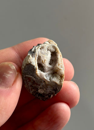 12 Pieces ! Fossilized Spiralite Quartz Shells