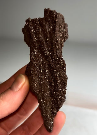 Stunning and Rare Permineralized Fossil Wood with Quartz - From Germany