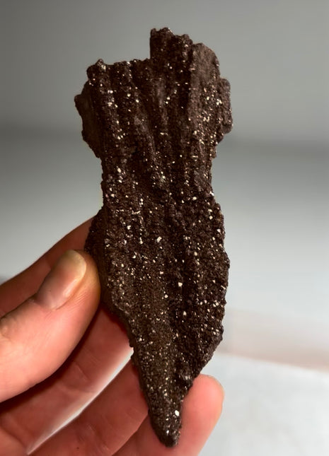 Stunning and Rare Permineralized Fossil Wood with Quartz - From Germany