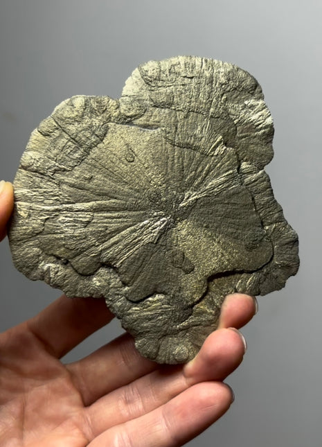 Pyrite Sun - From Sparta, Illinois