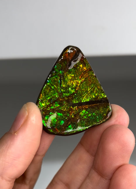 High Grade Ammolite from Alberta, Canada