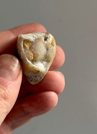 12 Pieces ! Fossilized Spiralite Quartz Shells